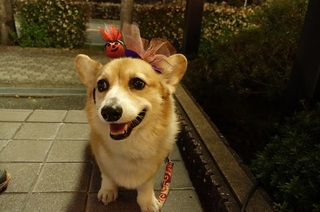 カンナ.jpg