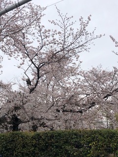 桜.jpg