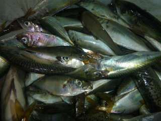 釣り.jpg
